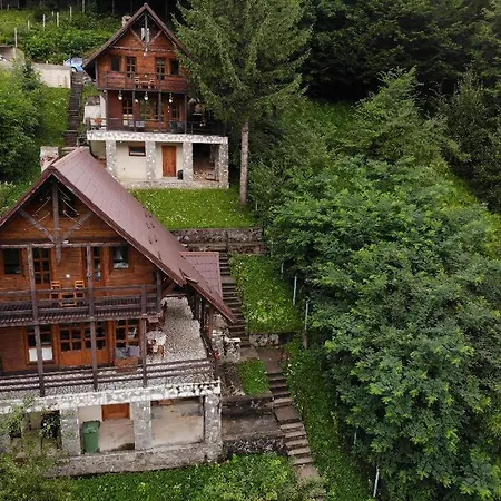 Florile Bucegilor Sinaia
